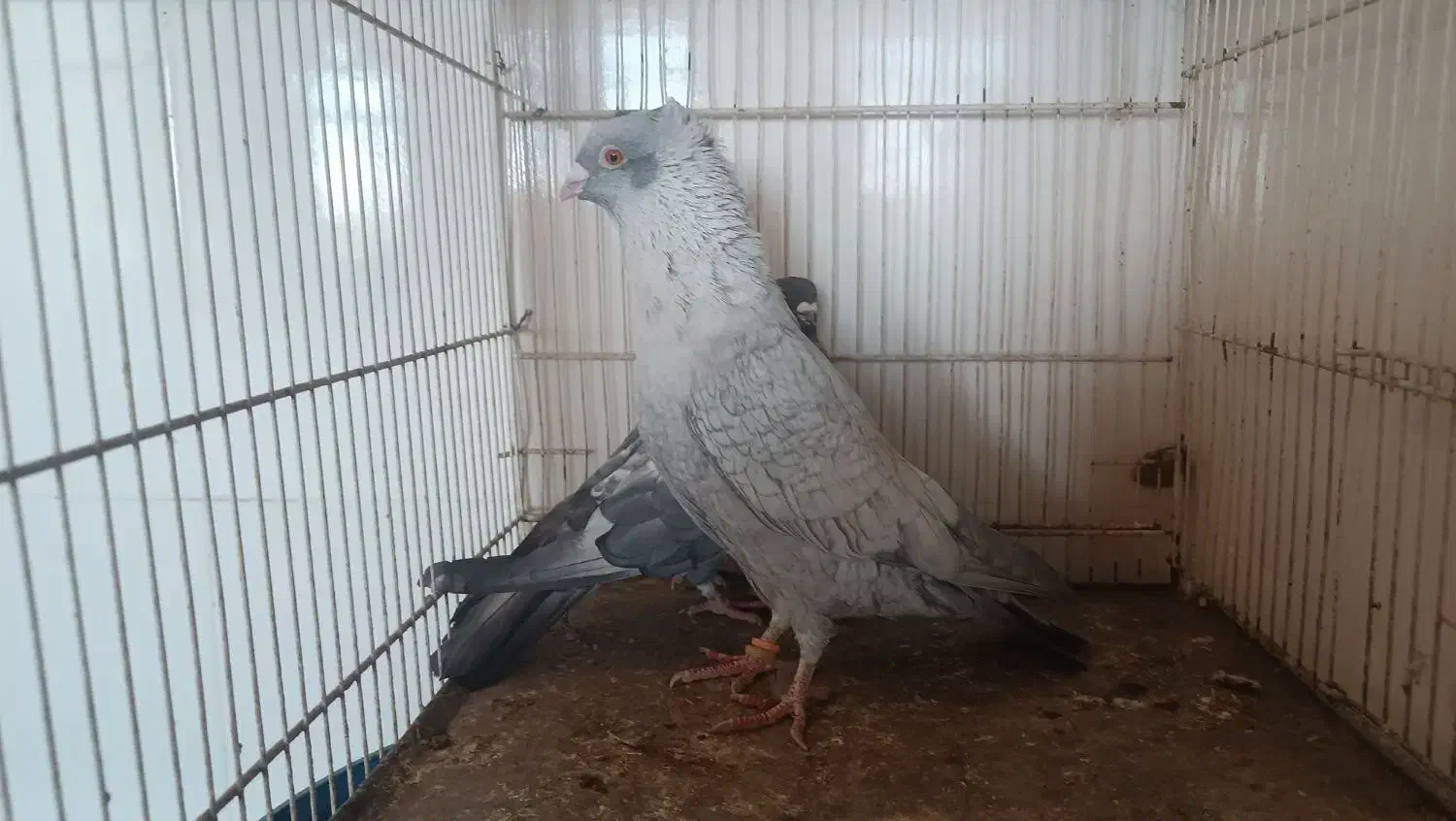 چند جفت کبوتر|پرنده|شهرآباد, |دیوار