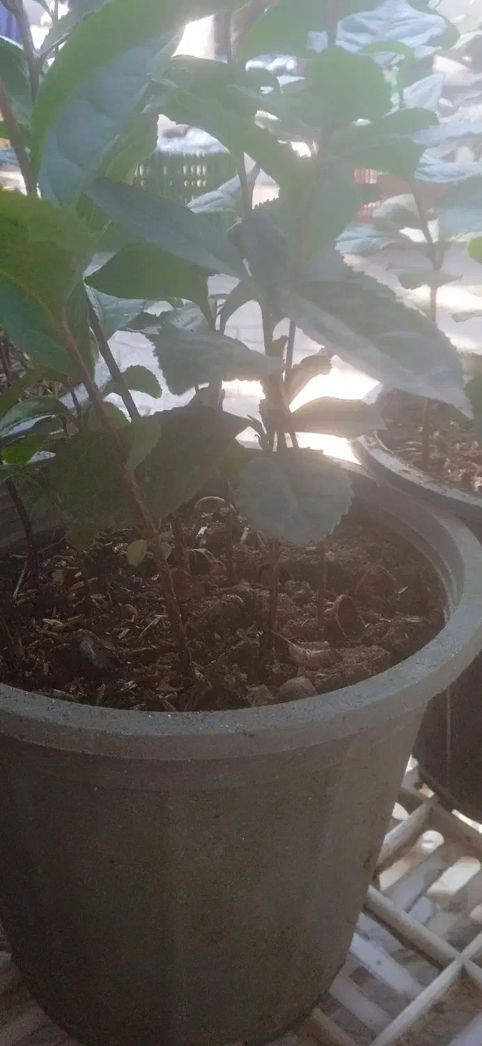 نهال یک ساله « چای »گلدانی|گل و گیاه طبیعی|املش, |دیوار