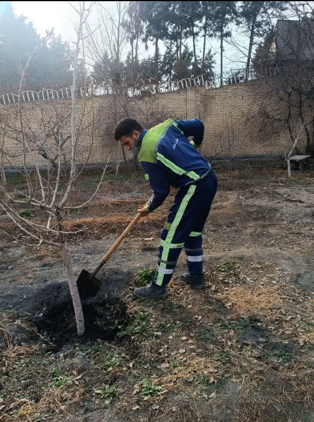 هرس درخت باغبانی صفرتاصد|خدمات باغبانی و درختکاری|مشهد, توس (بلوار توس)|دیوار