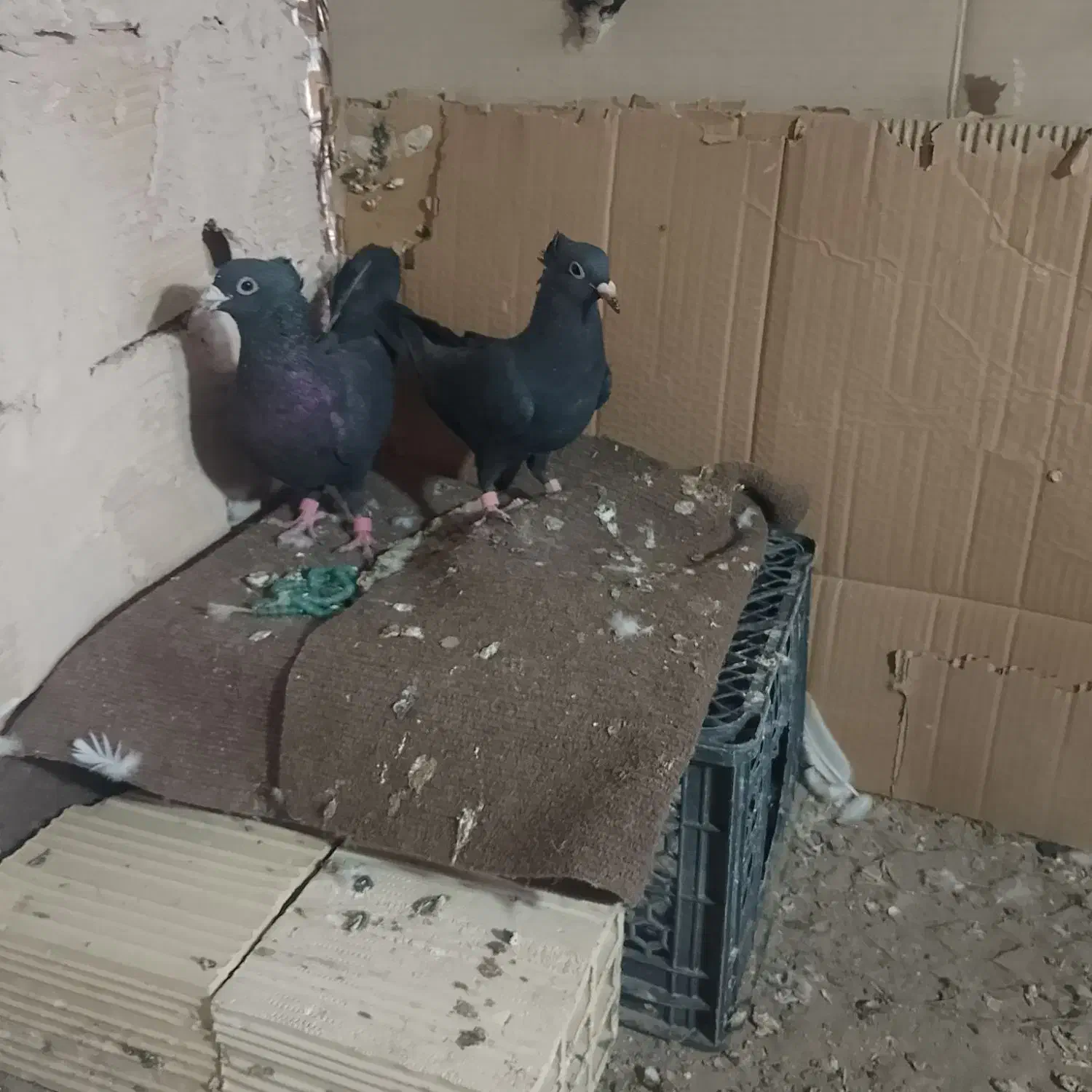 کفتر|پرنده|فهرج, |دیوار