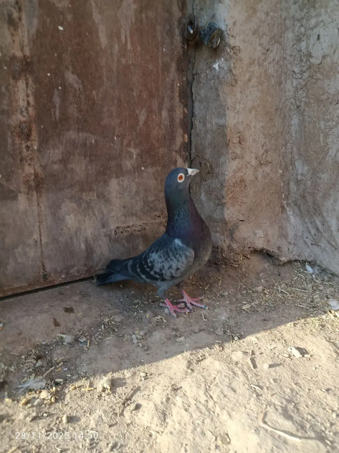 کبوتر|پرنده|نیشابور, قلعه نو|دیوار