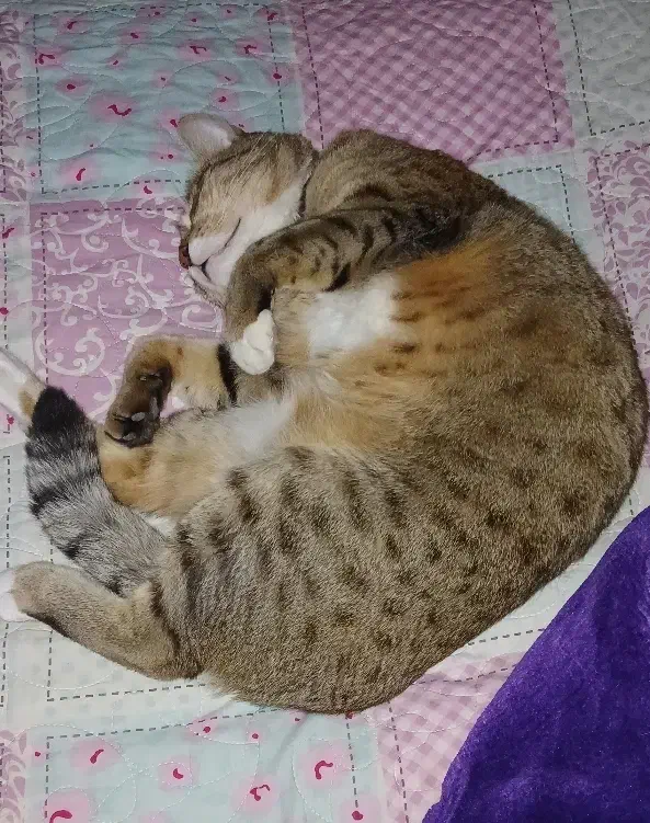 گربه|گربه|هشتگرد, فاز ۱ مهستان|دیوار