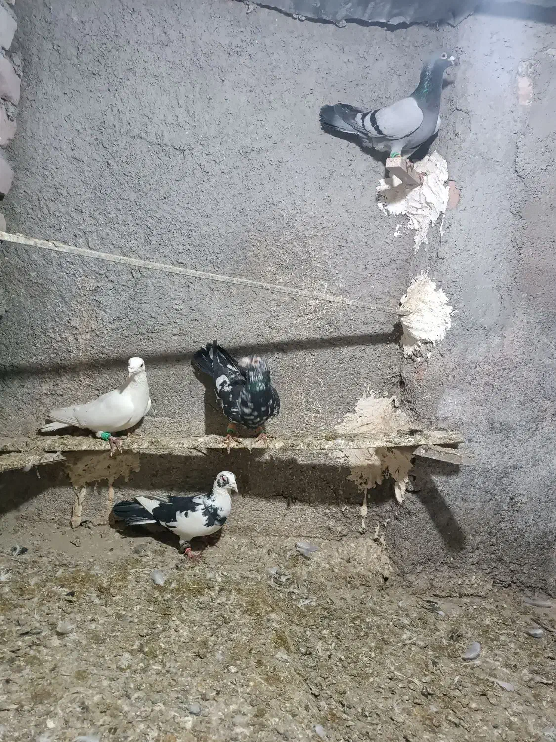 کفتر پرشی|پرنده|نیشابور, ریوند|دیوار