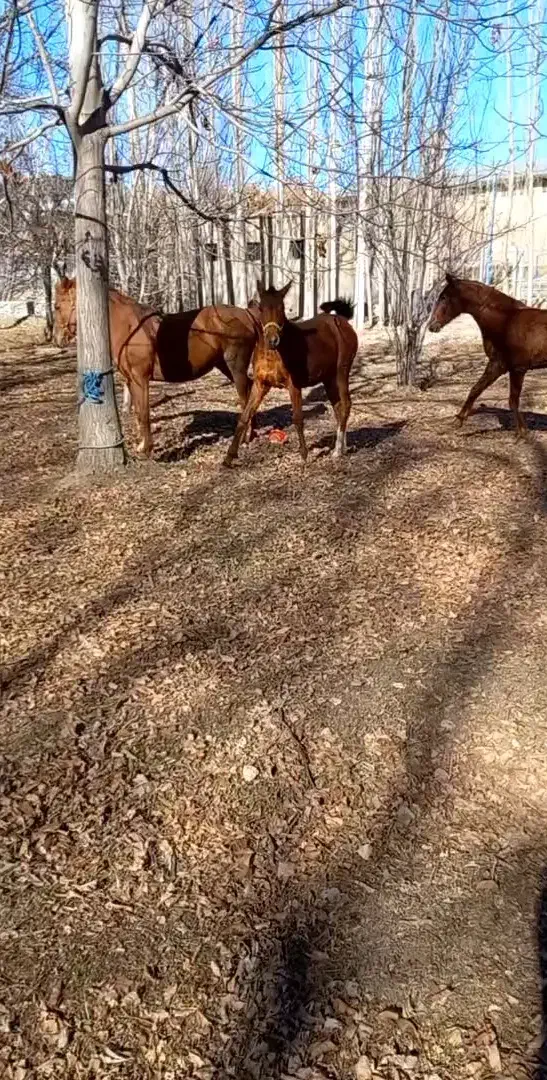 مادیان مدرک دار. با کره نریان ۲۰روزه|اسب و تجهیزات اسبسواری|نهاوند, |دیوار