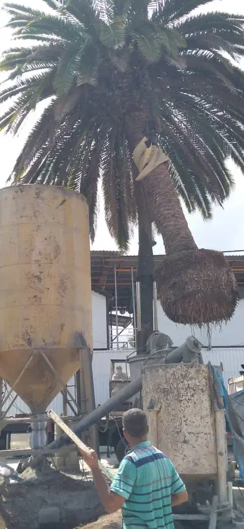 نخل فونیکس پالم|خدمات باغبانی و درختکاری|شلمان, |دیوار