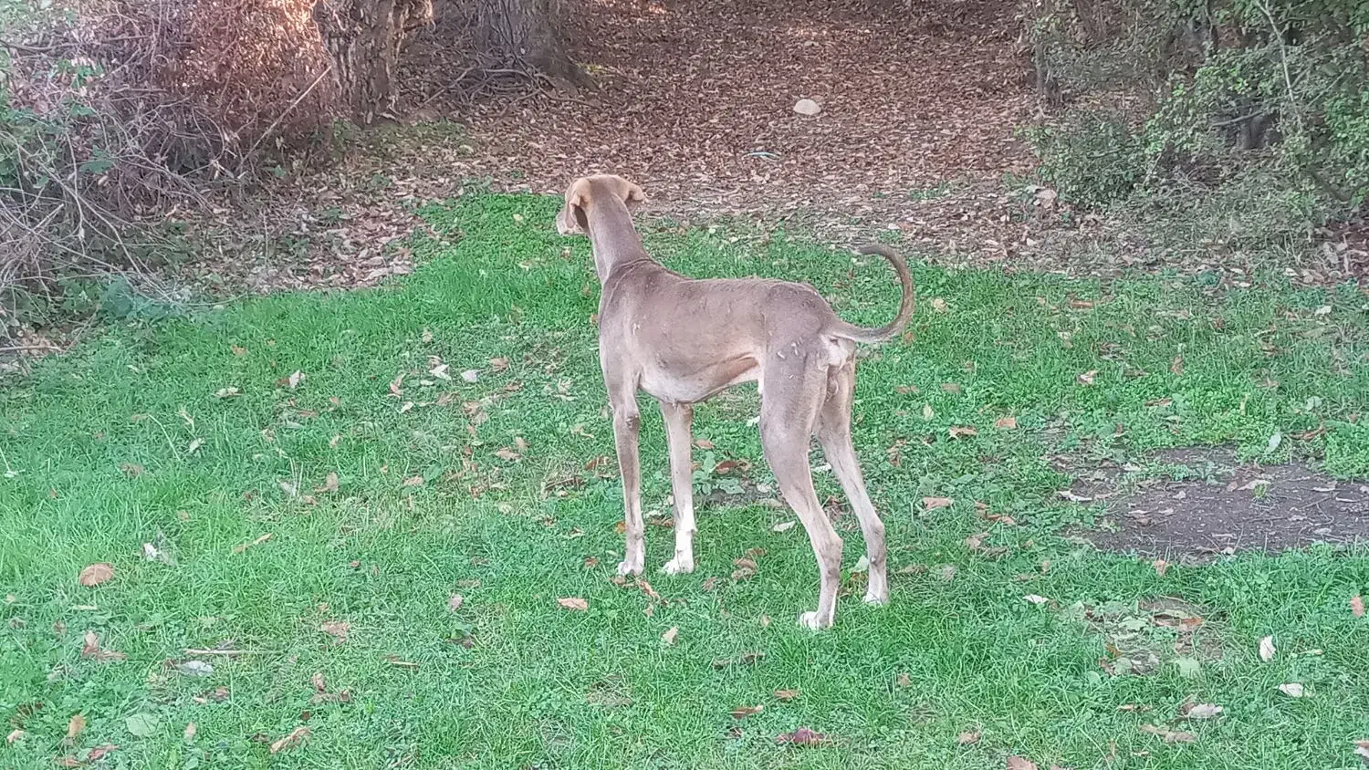 سگ تازی اصیل شکار بلد|سگ|گرگان, |دیوار