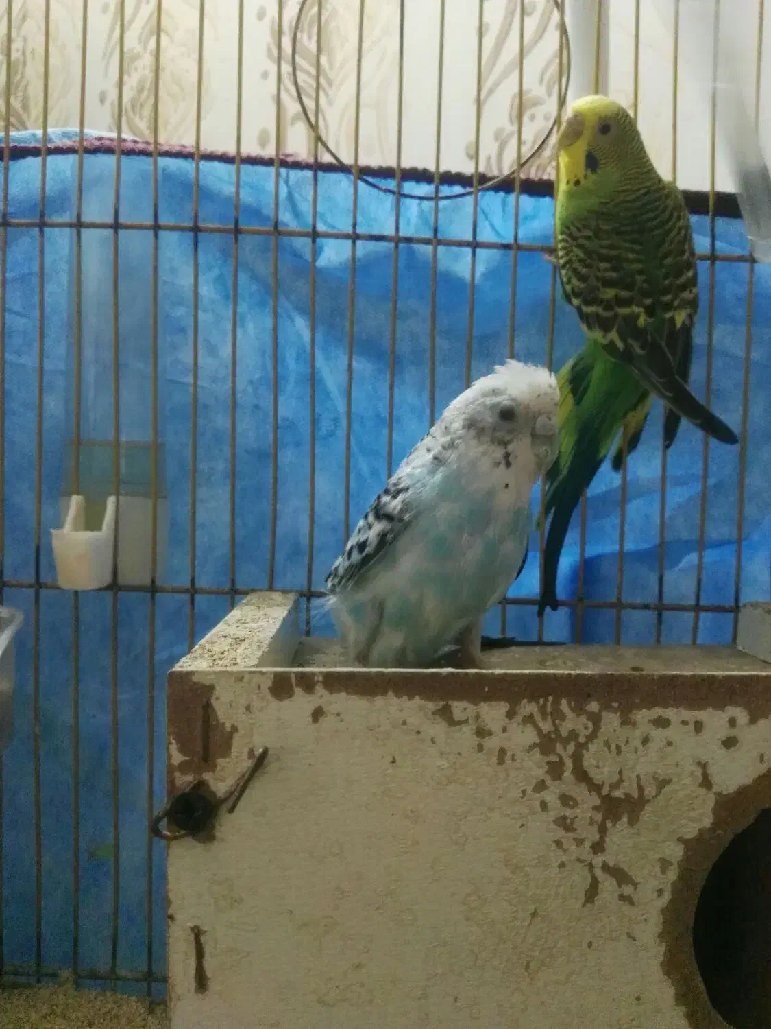 پرنده|پرنده|نیشابور, فردوسی جنوبی|دیوار