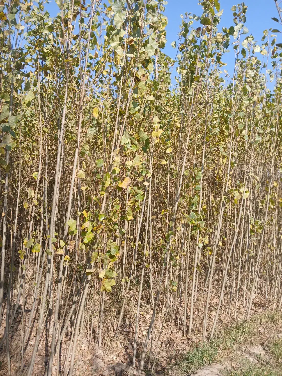 فروش نهالستان صنوبر درجه یک.|عمدهفروشی|میاندوآب, |دیوار