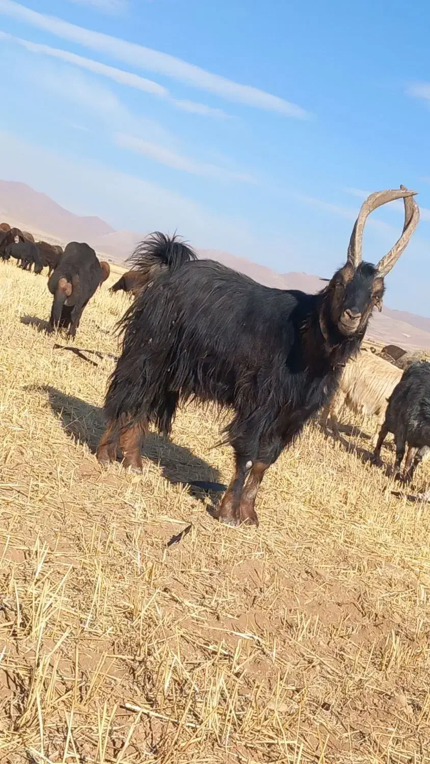 نربز شیرازی|حیوانات مزرعه|دوتپه, |دیوار