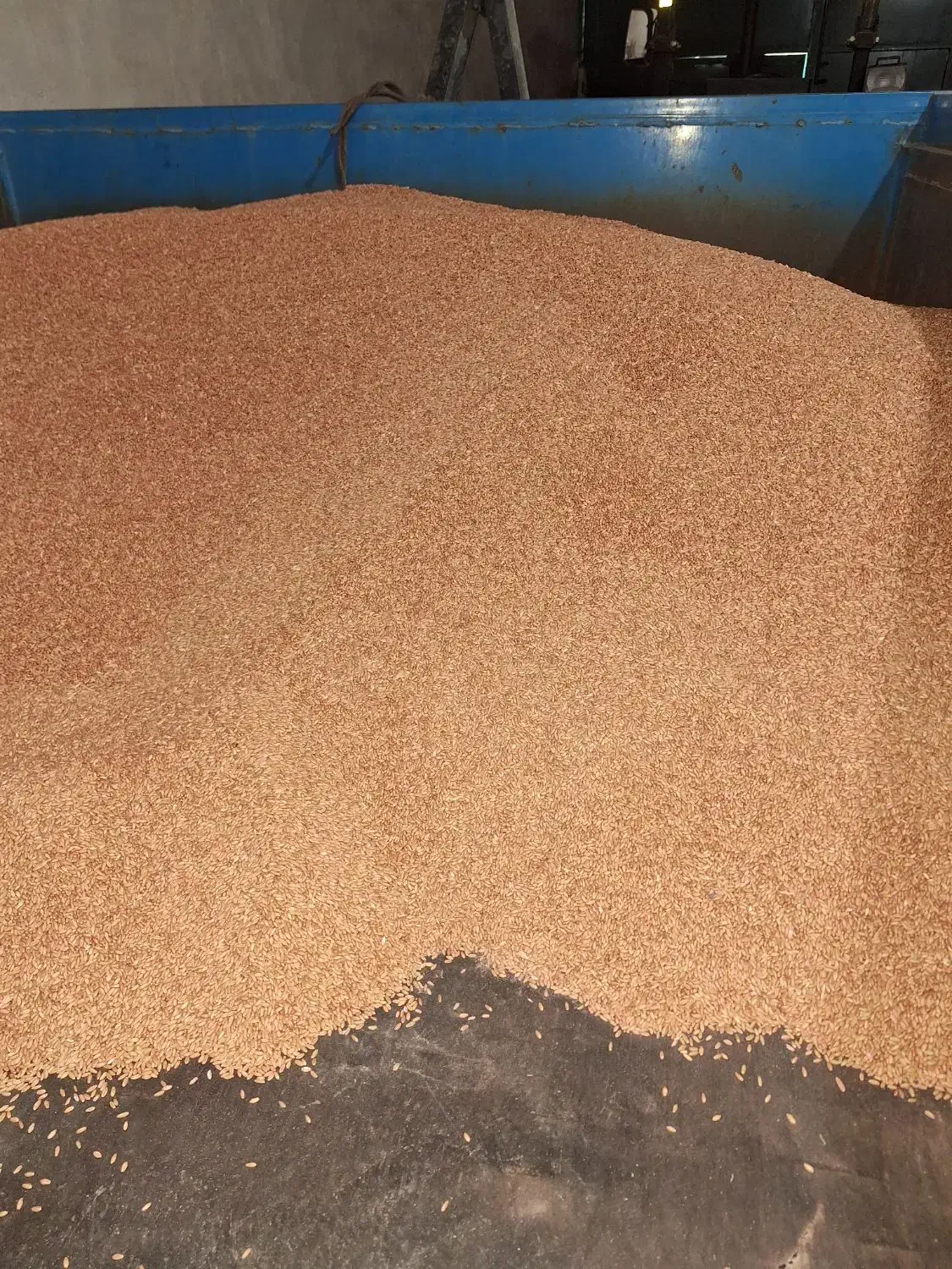 بذر گندم|خدمات باغبانی و درختکاری|بیجار, |دیوار