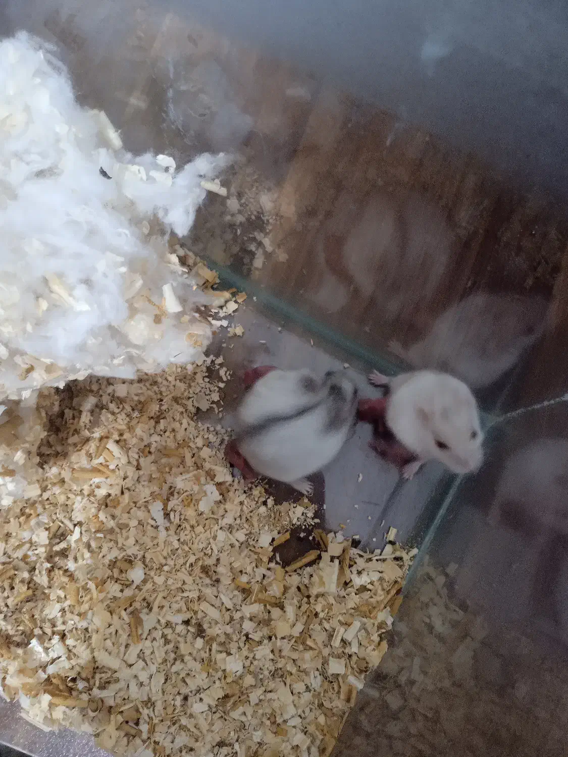 همستر|موش و خرگوش|اندیشه, اندیشه فاز ۱|دیوار