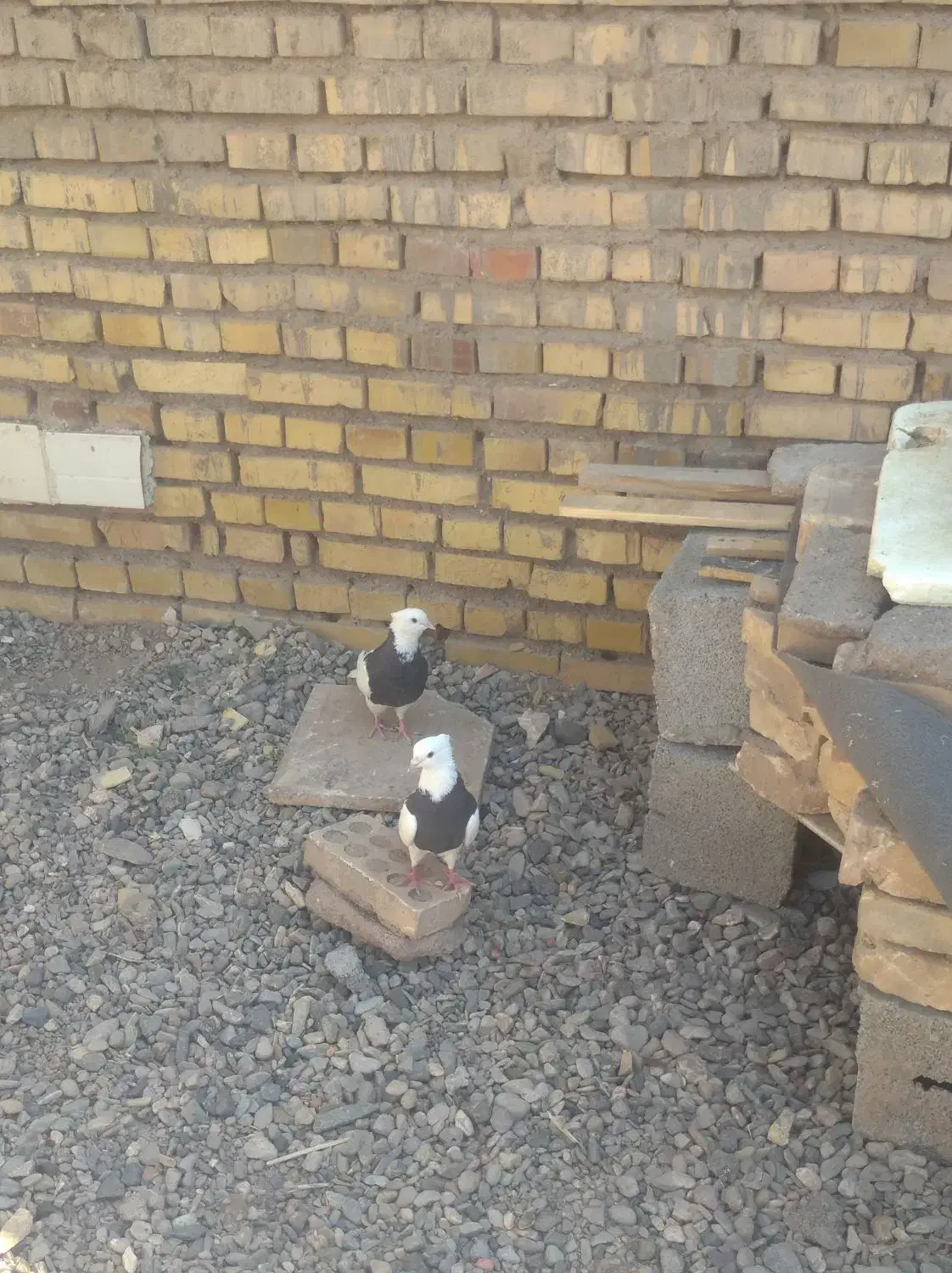 کبوتر|پرنده|کشکوئیه, |دیوار