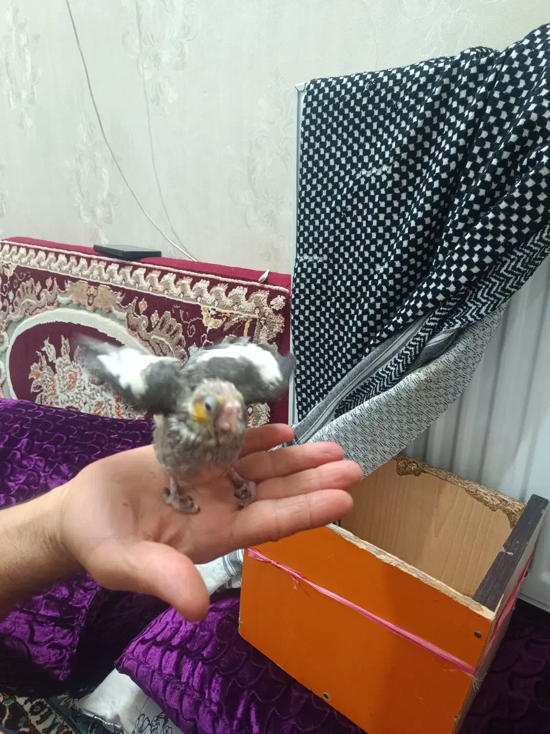 جوجه عروس هلندی|پرنده|ساوه, |دیوار