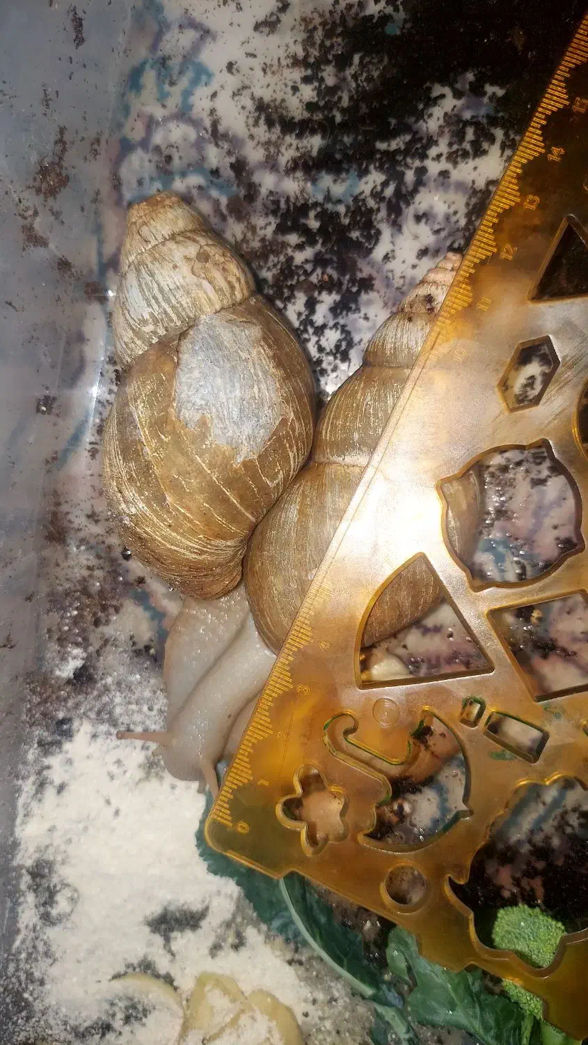 ۴ عدد حلزون طبی مناسب جوانسازی و باکس چوبی|خزنده|مهریز, |دیوار