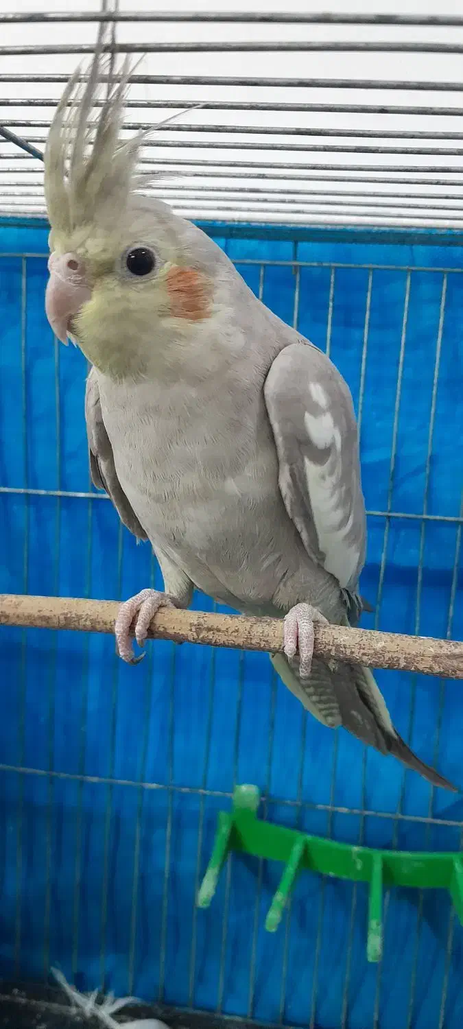 عروس هلندی|پرنده|تربت جام, والفجر|دیوار