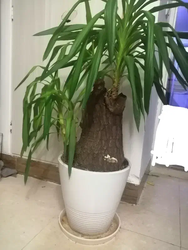 گلدان گل یوکا بسیـار زیبا|گل و گیاه طبیعی|قم, مجیدیه|دیوار