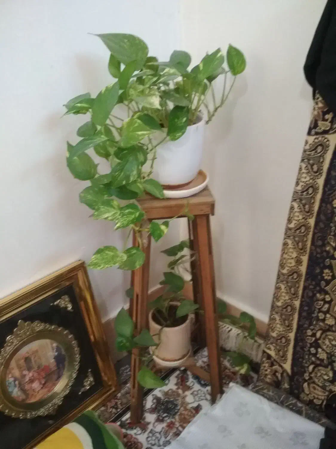 استند|گل و گیاه طبیعی|شیراز, جوادیه|دیوار