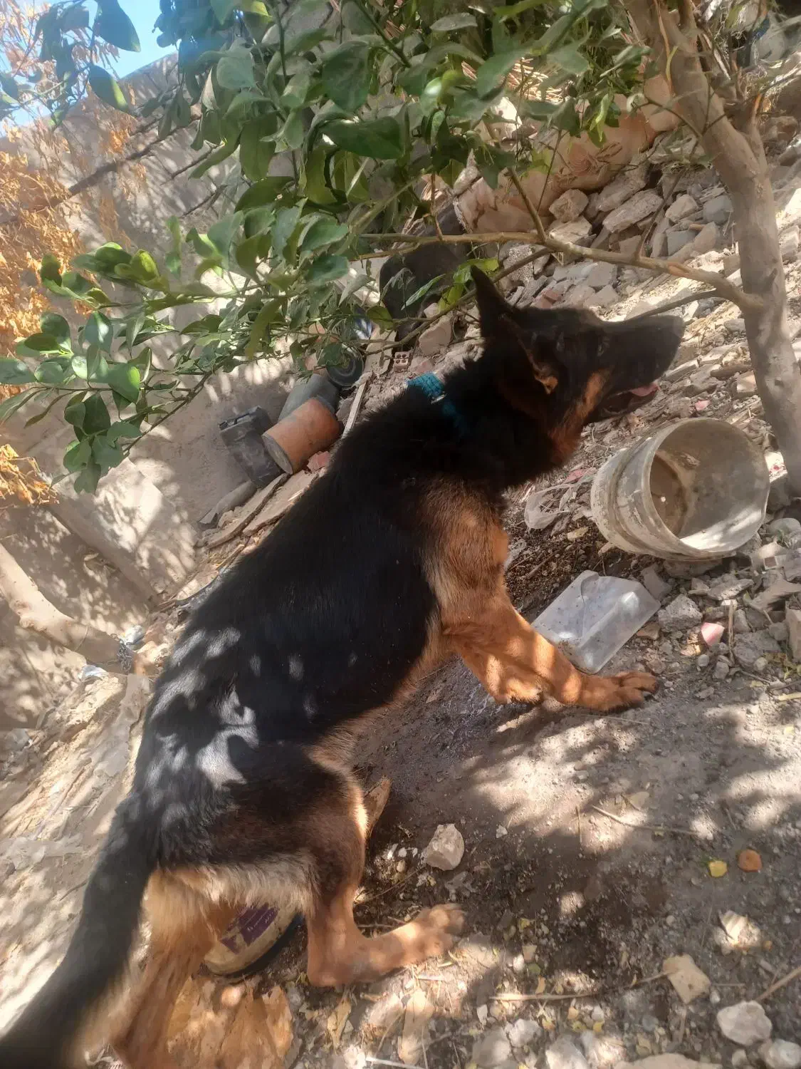 سگ کینگ،،|سگ|درب بهشت, |دیوار