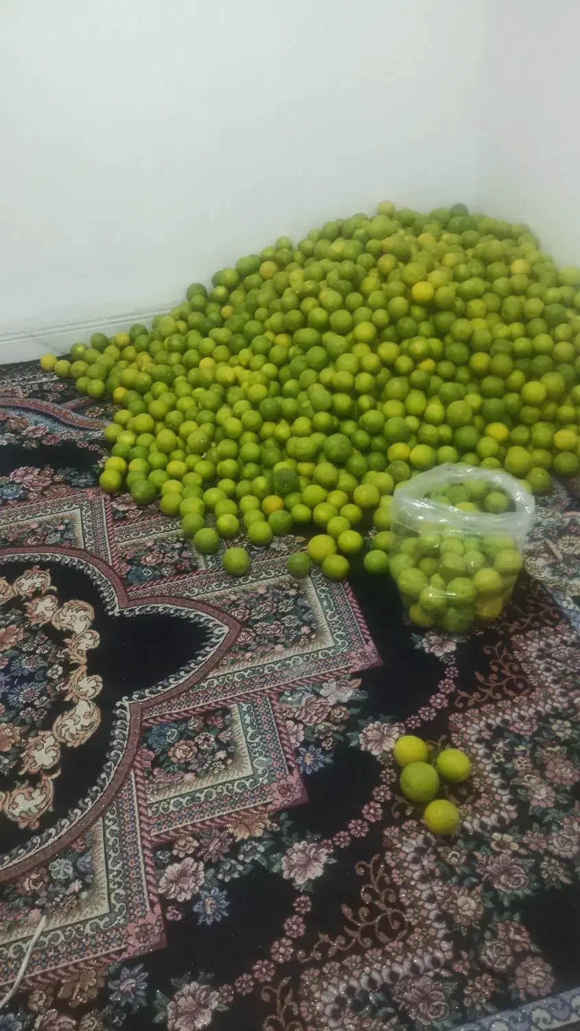 خرید و فروش پرتقال|عمدهفروشی|بم, |دیوار