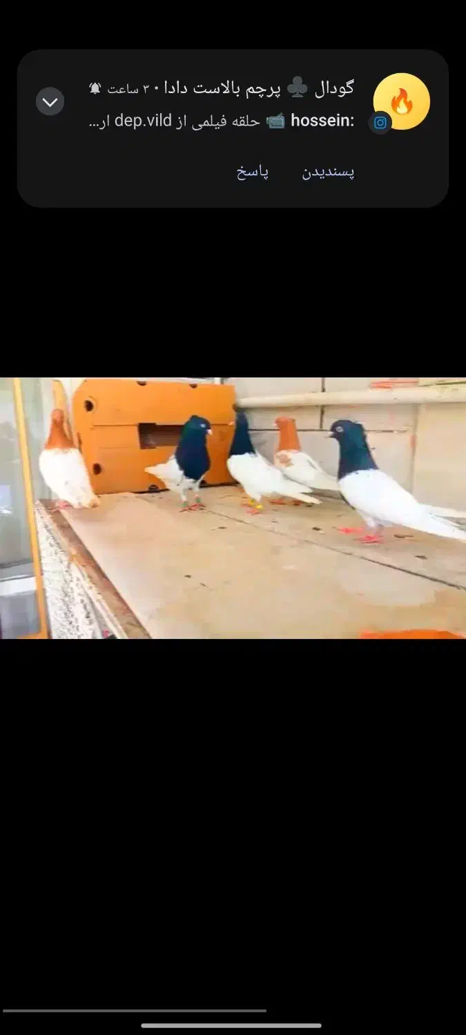 کفتر سینه کفتر کله|پرنده|آبدانان, |دیوار