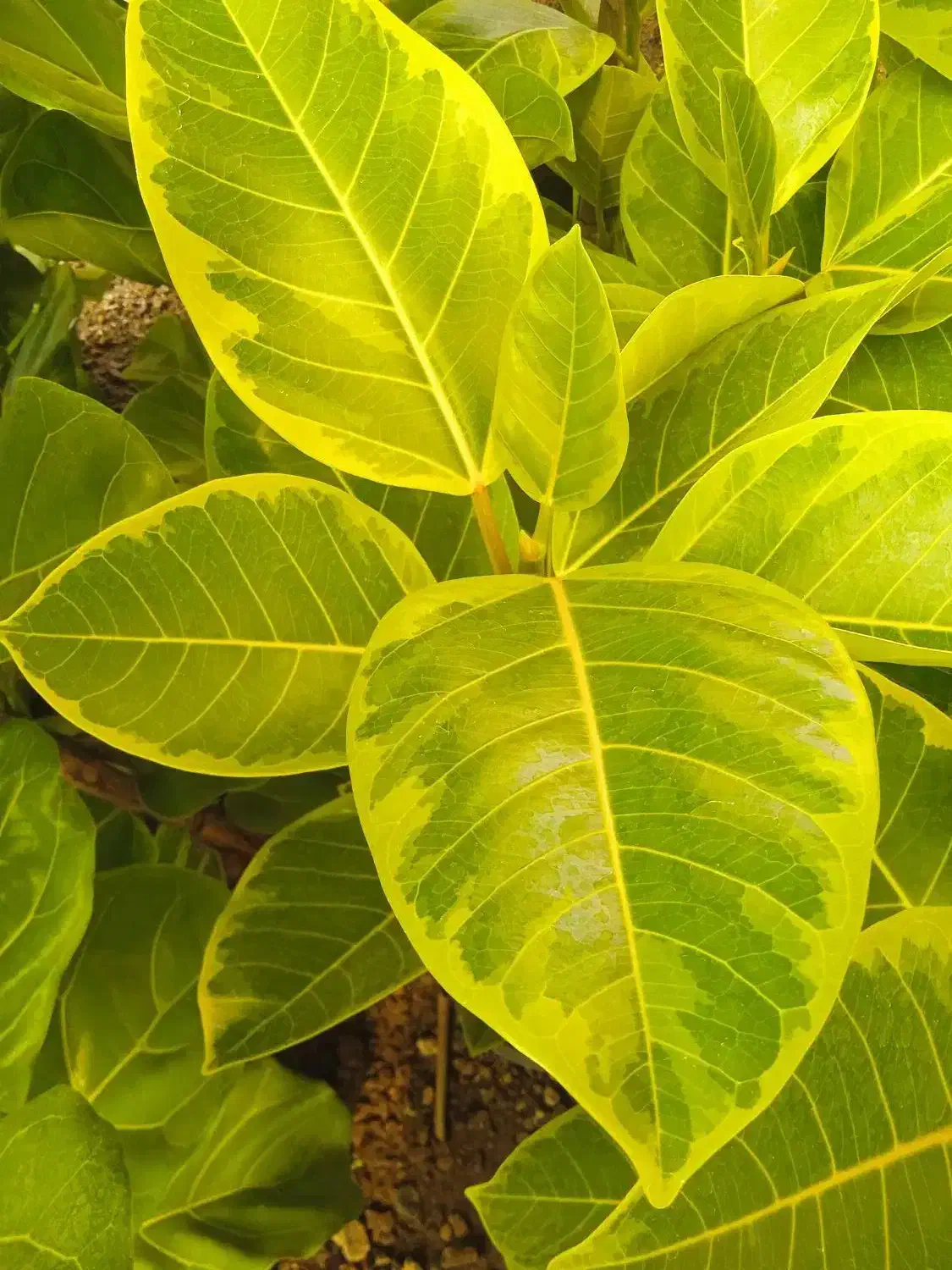 کالای منزل|کنسول، بازی ویدئویی و آنلاین|بروجرد, |دیوار