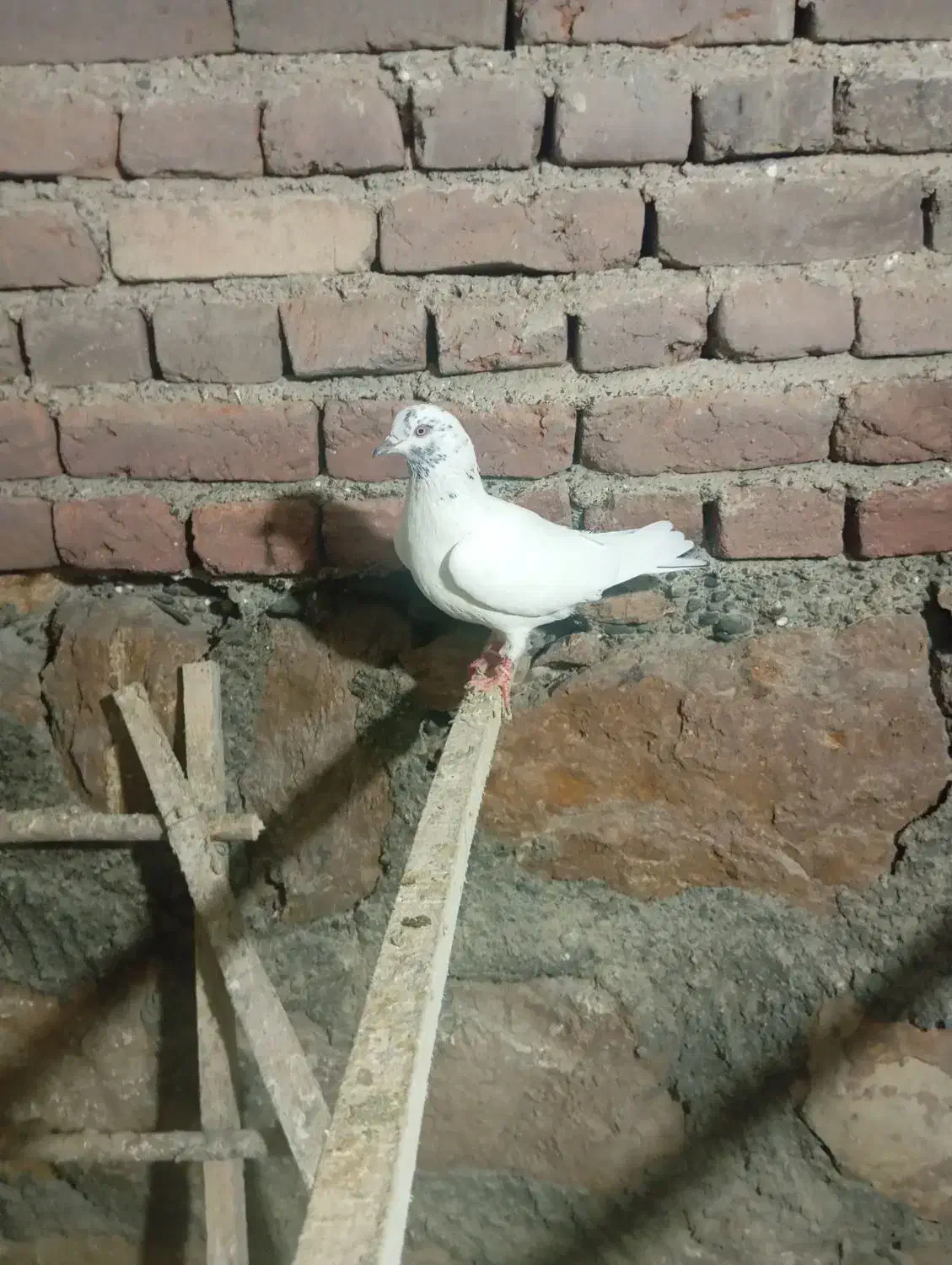 کبوتر پرشی|پرنده|محمدیار, |دیوار