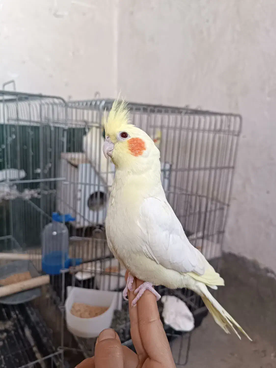 عروس هلندی|پرنده|لامرد, |دیوار