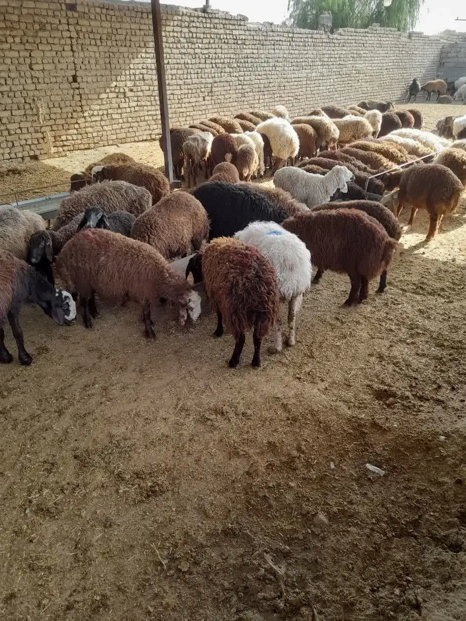 گوسفند زنده پرواری|حیوانات مزرعه|مشهد, فتح المبین|دیوار