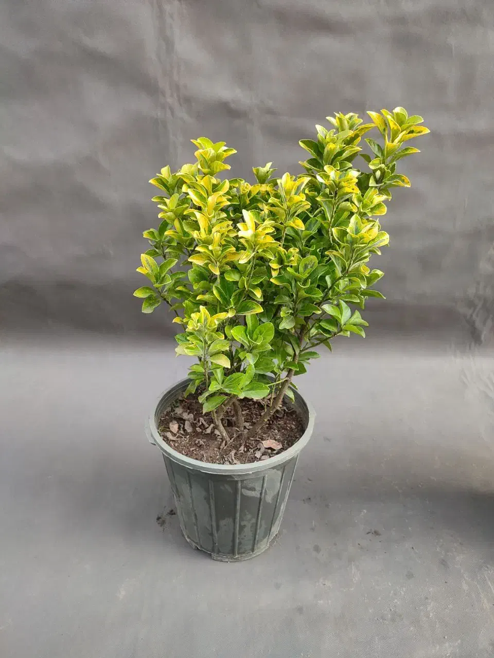 شمشاد طلایی /  ۵۰ سانتی/ سطل 10|گل و گیاه طبیعی|تهران, صادقیه|دیوار