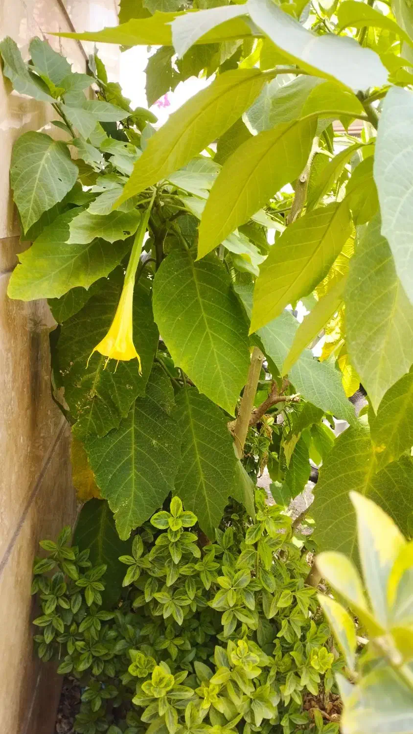 تعدادی نهال گل کاغذی وتاتوره|گل و گیاه طبیعی|رشت, جهاد|دیوار