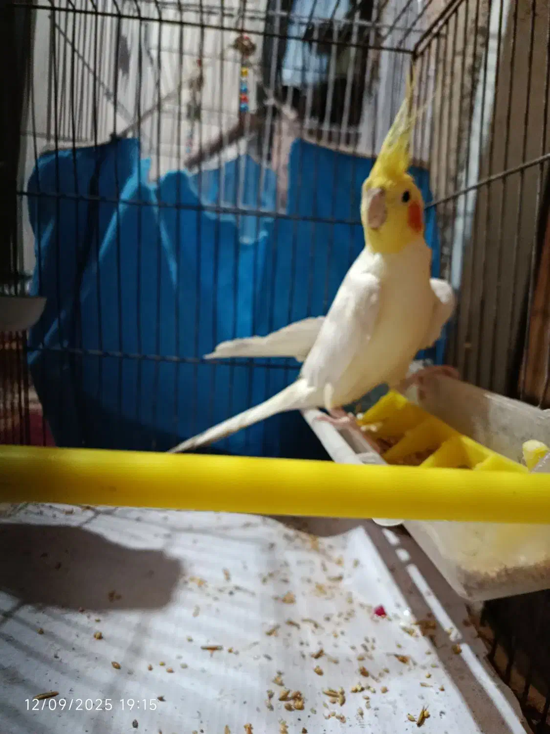 عروس هلندی سخنگو|پرنده|آق قلا, |دیوار