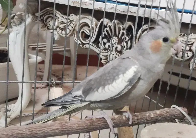 عروس هلندی سینامون با قفس و لوازم کامل|پرنده|پاکدشت, پاکدشت (مامازند)|دیوار