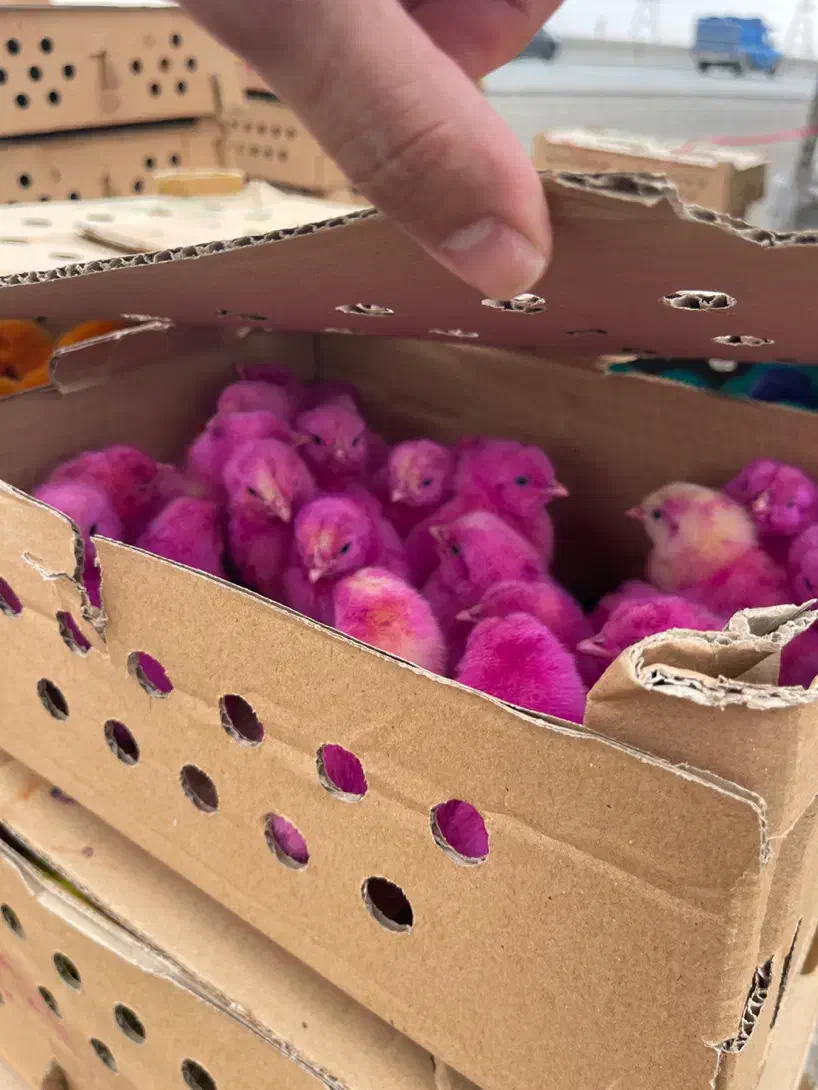 جوجه عمده|حیوانات مزرعه|رشت, آب آسیاب|دیوار