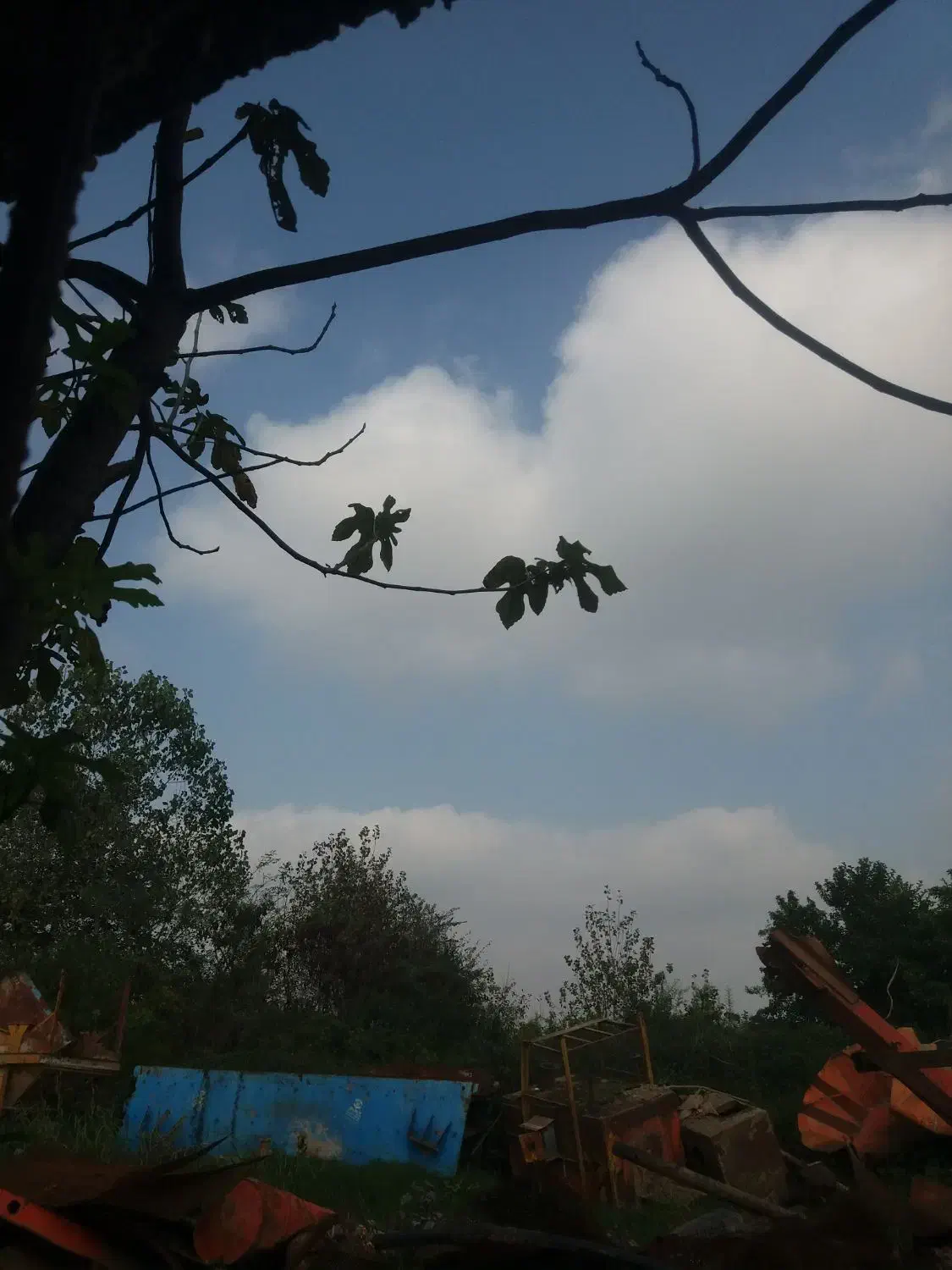 واگذاری گربه|گربه|سنگر, |دیوار