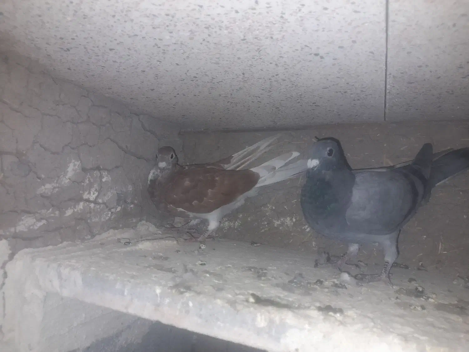 جوجه مسافتی|پرنده|ثمرین, |دیوار