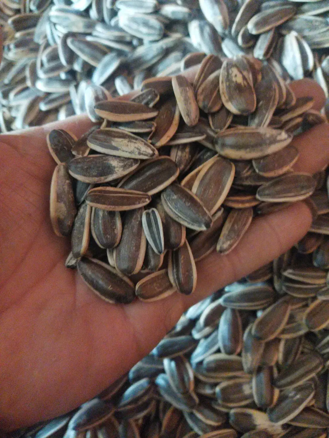 تخمه خوی مستقیم بدون واسطه بازار ولیعصر کرج|عمده‌فروشی|کرج, شهرک شیخ سعدی|دیوار