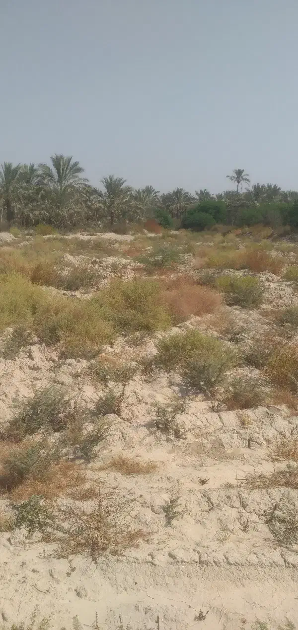 دوهکتارزمین کشاورزی درسعدآباد|فروش دفتر صنعتی، کشاورزی، تجاری|سعدآباد, |دیوار