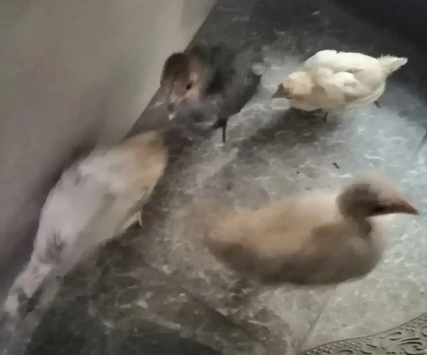 جوجه‌مرغ، مرغ و خروس محلی|حیوانات مزرعه|قم, چهل درخت‎|دیوار