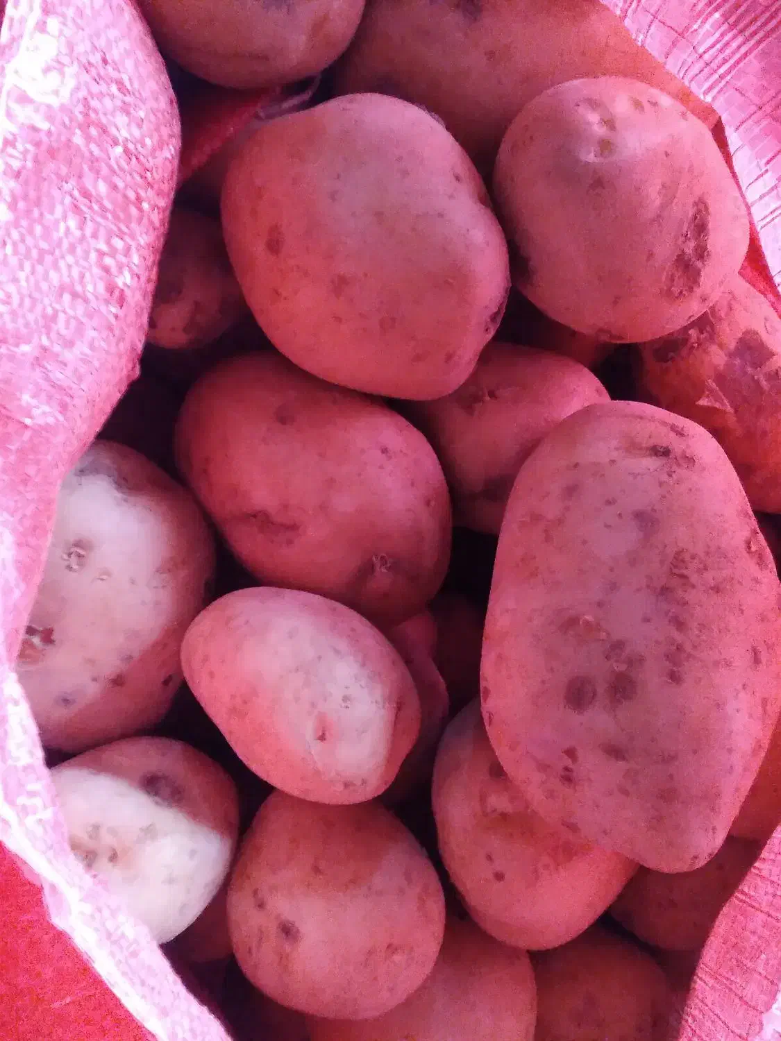 بذر جدید سایتا بذری وخواراکی عالی|خوردنی و آشامیدنی|داران, |دیوار