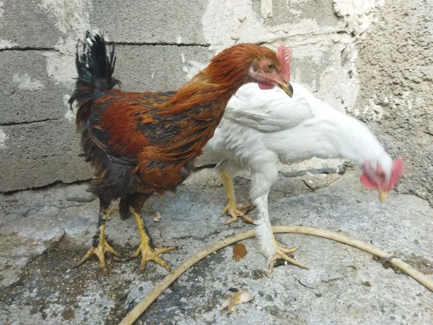 فروشی دهدشت|حیوانات مزرعه|دهدشت, |دیوار