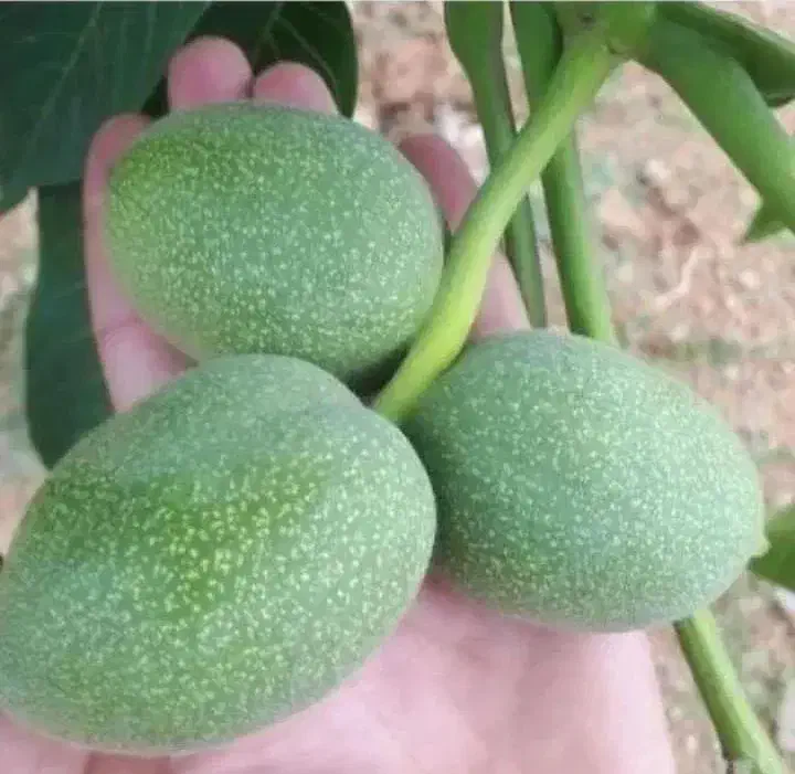 نهال گردو و بادام خوشه ای با ضمانت کتبی|خدمات باغبانی و درختکاری|بروجرد, |دیوار