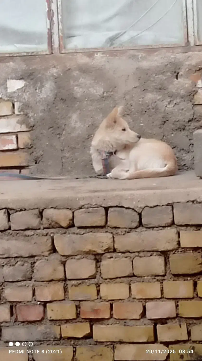 نژاد اشپیتز|سگ|بجنورد, |دیوار