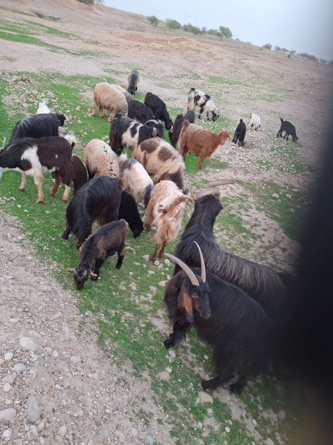 بز وبیگ|حیوانات مزرعه|دزفول, |دیوار