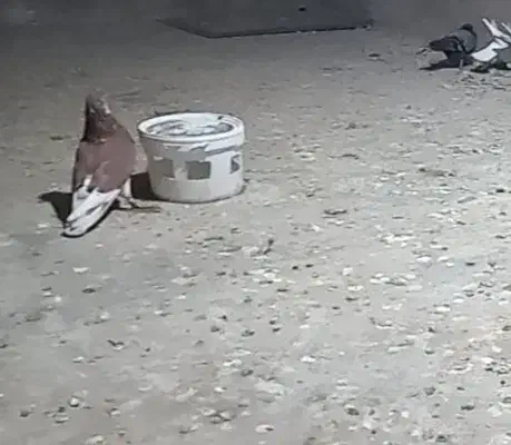 کفتر گمشد|حیوانات|بهار, |دیوار