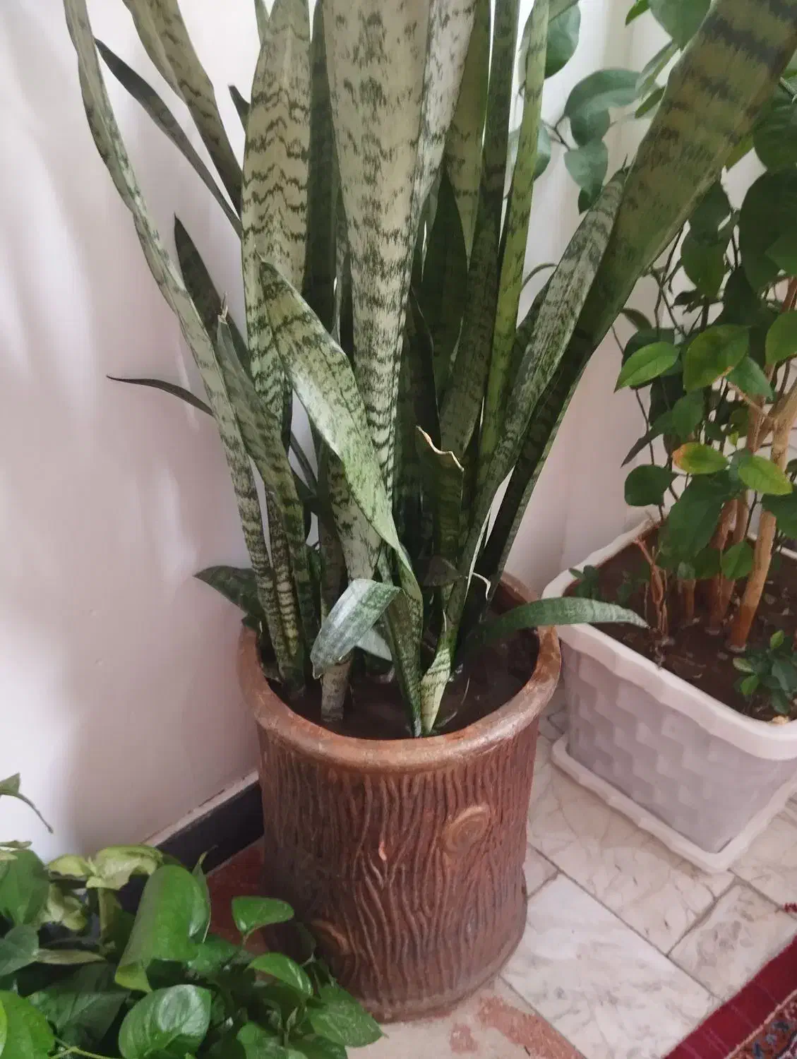 گل زیبا|گل و گیاه طبیعی|مهاباد (آذربایجان غربی), |دیوار