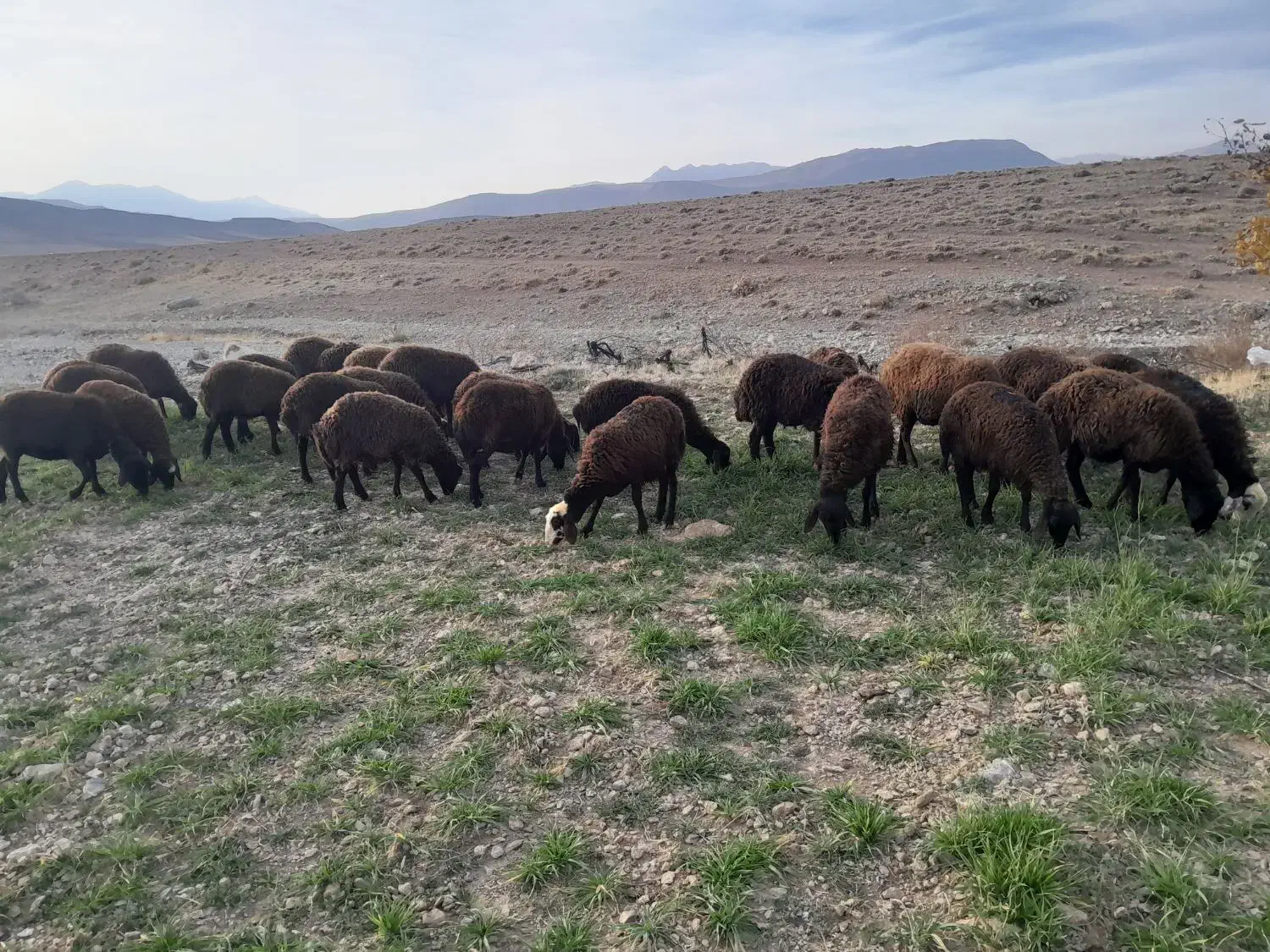 بره ماده|حیوانات مزرعه|بیرانوند, |دیوار