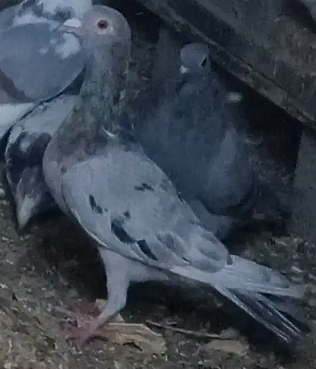 کبوتر|پرنده|عجب شیر, |دیوار