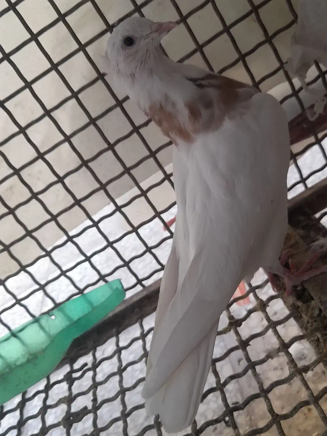 فروشی|پرنده|لردگان, |دیوار