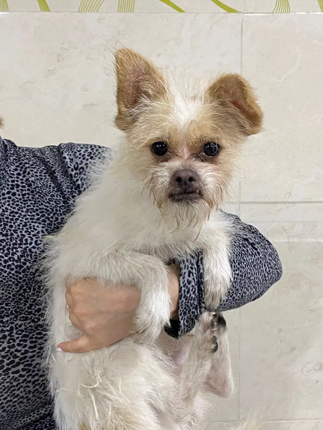 حیوان خانگی|سگ|ساری, |دیوار