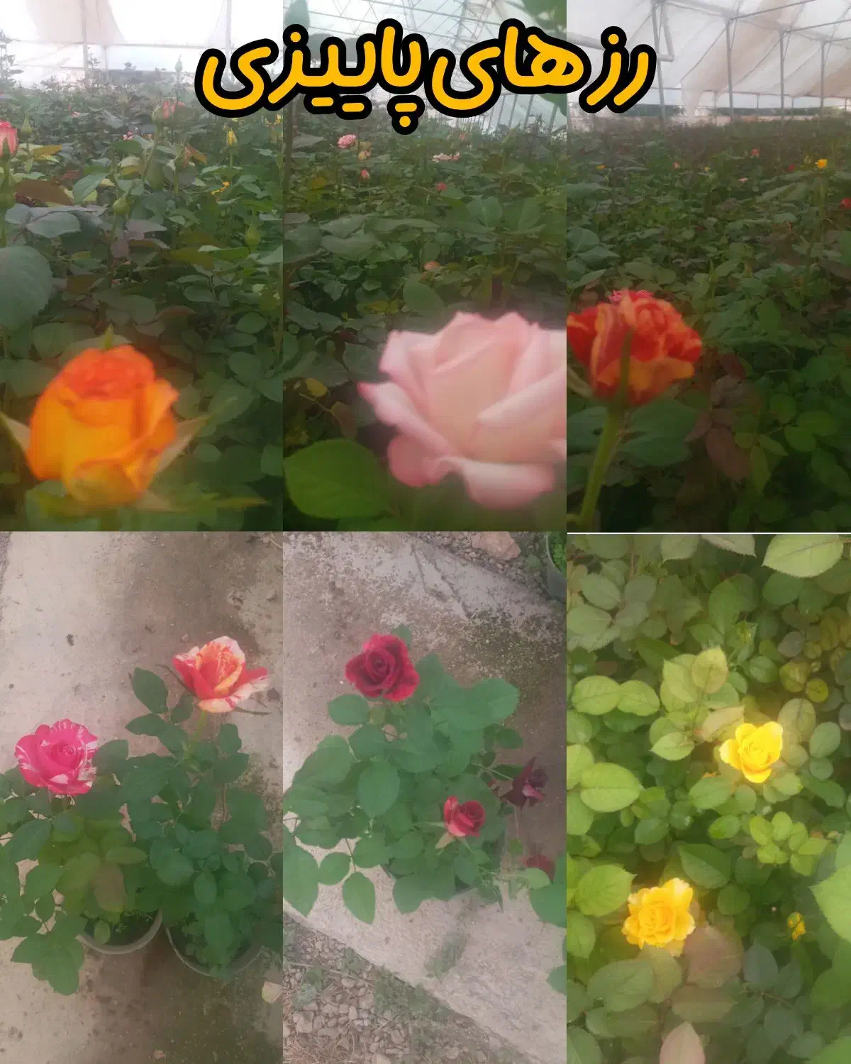 گل رز هلندی|گل و گیاه طبیعی|محلات, |دیوار